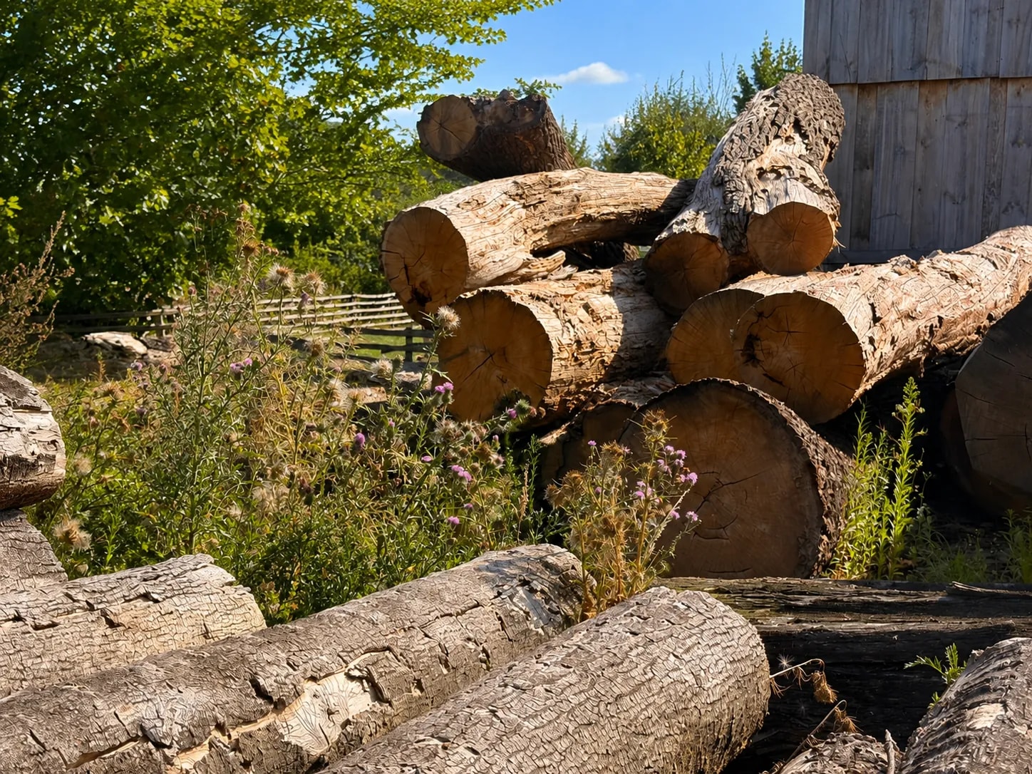 Ausgewählte Holzstämme und Materialprüfung